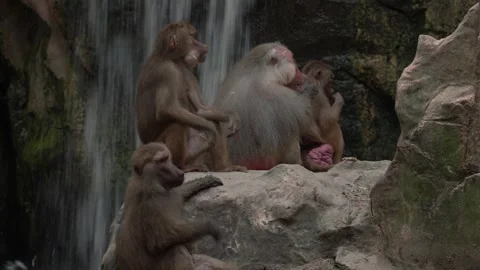 Hamadryas baboon, Papio hamadryas, monkey group family near the waterfall in the Stock Footage 275497592