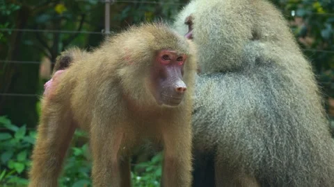 A hamadryas baboon (Papio hamadryas) picks through another’s fur, carefully Video stock 336806090