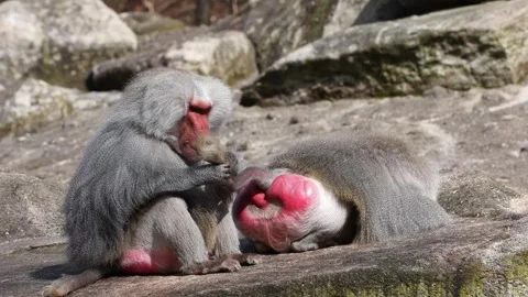 Hamadryas baboon, papio hamadryas, sitting together and grooming each other Vídeos de archivo 342914102