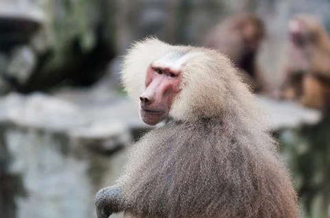 Hamadryas baboon Stock Photos