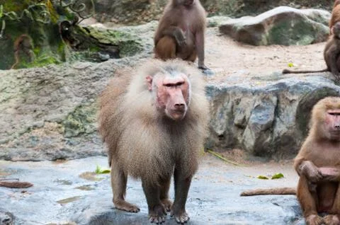 Hamadryas baboon Stock Photos