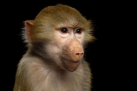 Hamadryas baboon Stock Photos