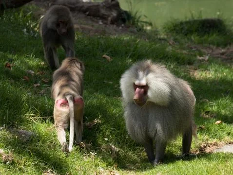 Hamadryas baboon Stock Photos