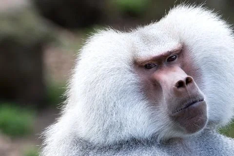 Hamadryas Baboon. Foto stock