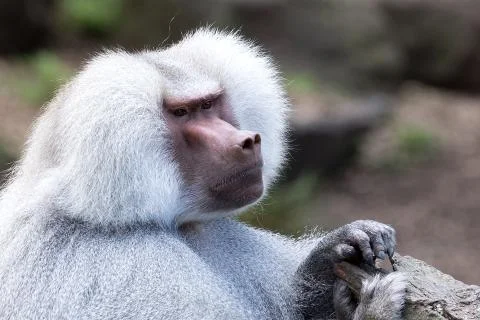 Hamadryas Baboon. Stock Photos