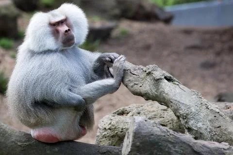 Hamadryas Baboon. Foto stock