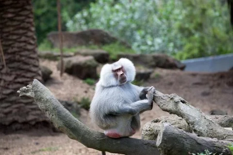 Hamadryas Baboon. Stock Photos