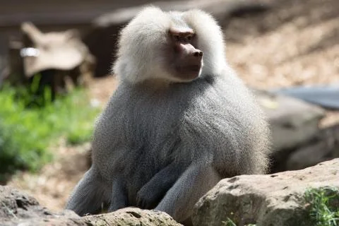Hamadryas Baboon. Stock Photos