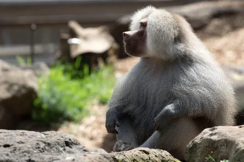 Hamadryas Baboon. Foto stock