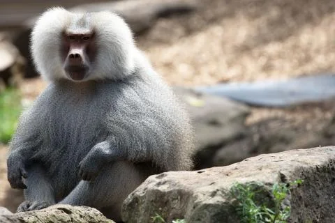 Hamadryas Baboon. 스톡 사진