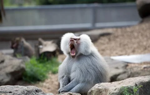 Hamadryas Baboon. Stock Photos