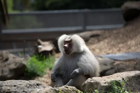 Hamadryas Baboon. Foto stock