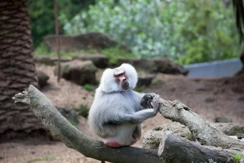 Hamadryas Baboon. Foto stock