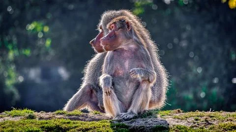 Hamadryas Baboon Stock Photos