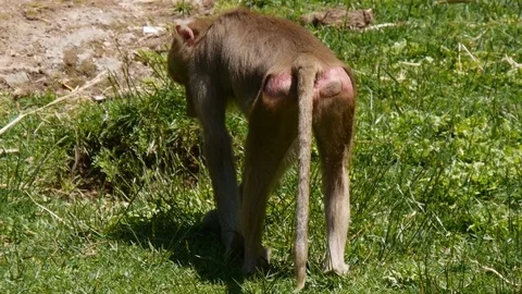 Hamadryas Baboon Rear Side Back Stock Footage 75486990