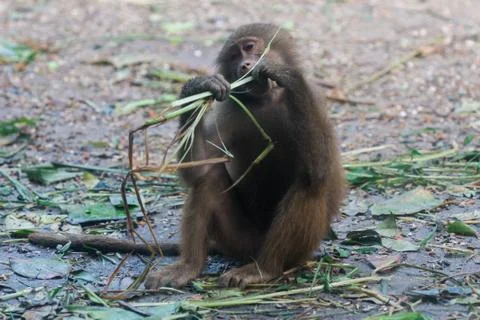 The hamadryas baboon sits and eats grass Stock Photos