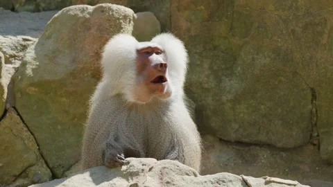 Hamadryas Baboon Sitting and Looking Around in Rocky Habitat 動画素材 315094470