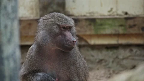 Hamadryas baboon sitting and walking in zoo enclosure 動画素材 307678898
