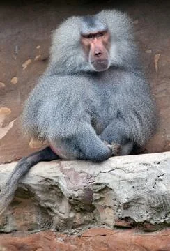 Hamadryas Baboon sitting on rocks Stock Photos