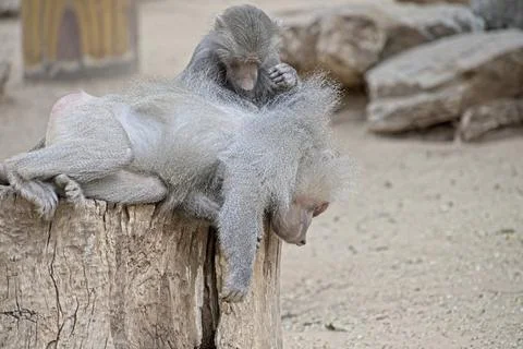 Hamadryas Baboon taking care of each other 库存照片