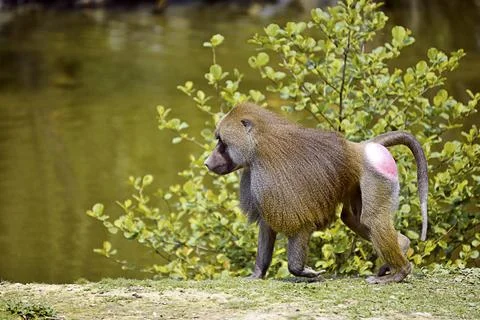 Hamadryas baboon walking on ground Stock Photos