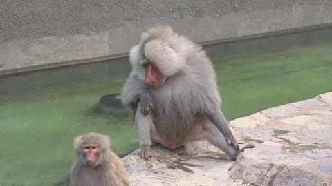 Hamadryas baboon at zoo Stock Footage 79630738