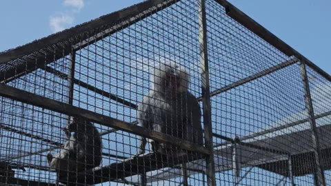 Hamadryas Baboons on an Elevated Beam Inside a Wire Mesh Enclosure Stock Footage 346965595