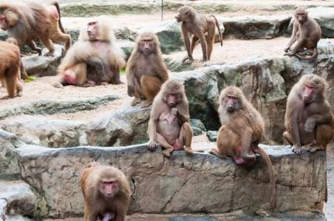 Hamadryas baboons Stock Photos