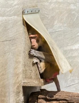 Hamadryas baboons Stock Photos