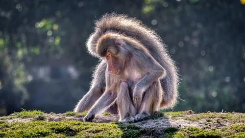 Hamadryas Baboons Stock Photos