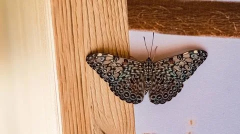  Hamadryas feronia, variable cracker butterfly Hamadryas feronia, variable... Foto stock
