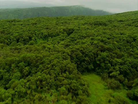 Hamakua Valley Stock-Footage 22242901