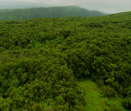 Hamakua Valley Video stock 22706780