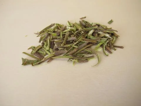 Hamamelis bark - Hamamelidis cortex Stock Photos