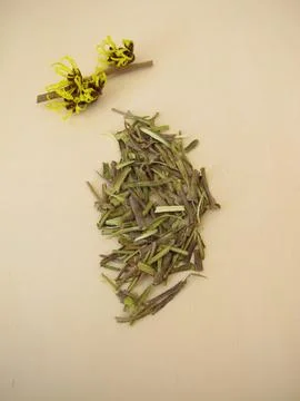 Hamamelis bark - Hamamelidis cortex Stock Photos