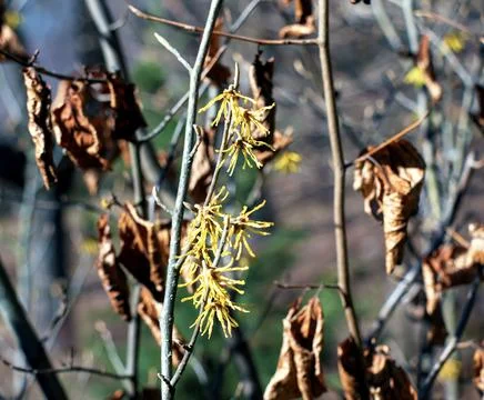 Hamamelis intermedia with yellow flowers that bloom in early spring. Stock Photos