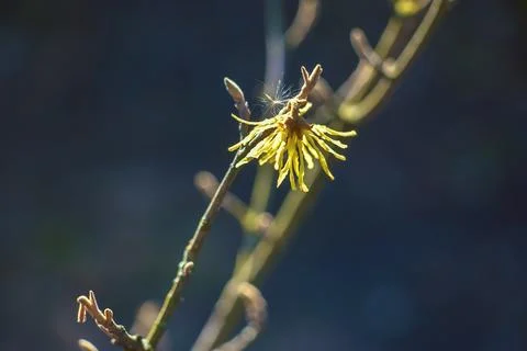 Hamamelis intermedia with yellow flowers that bloom in early spring. Stock Photos