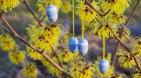 Hamamelis shrub in easter time Stock Footage 48398732