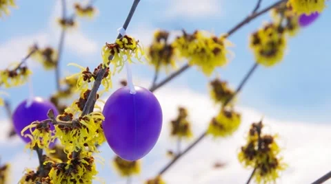 Hamamelis shrub in easter time Stock Footage 48400721