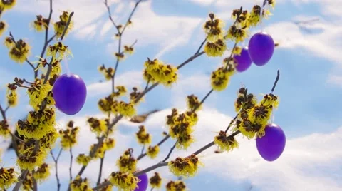 Hamamelis shrub in easter time Stock Footage 56284396