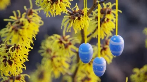Hamamelis shrub in easter time Stock Footage 56285830