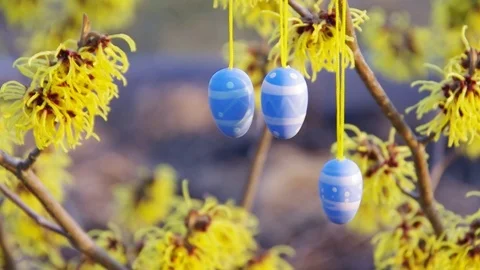 Hamamelis shrub in easter time Stock Footage 71004440