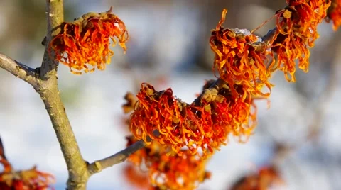 Hamamelis in winter Stock Footage 58493295