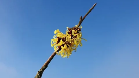 Hamamelis (witch hazel) Stock Footage 278313495