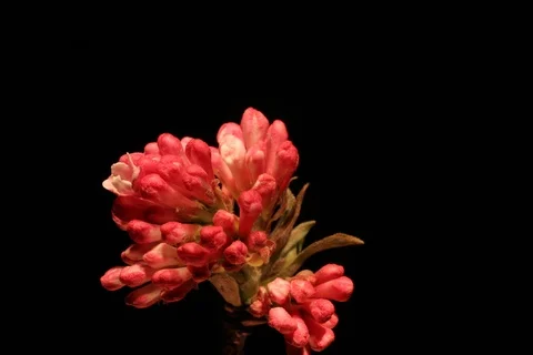 Hamamelis2 Stock Footage 109027406