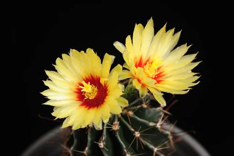 Hamatocactus Setispinus, Hedgehog cactus, Twisted Rib Cactus, Fishhook Cactus Stock Photos