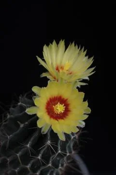 Hamatocactus Setispinus, Hedgehog cactus, Twisted Rib Cactus, Fishhook Cactus Stock Photos