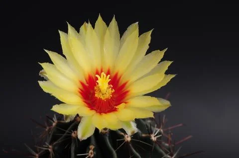 Hamatocactus Setispinus, Hedgehog cactus, Twisted Rib Cactus, Fishhook Cactus Stock Photos