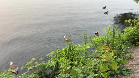 Hamburg Ducks 3 Stock Footage 310707709