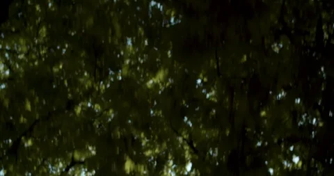 HAMBURG TREES LOOKINGUP 01 Stock Footage 128862584